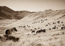 Load image into Gallery viewer, "The Stargazer"     Wild Horse Photograph.