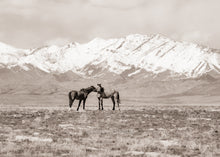 Load image into Gallery viewer, &quot;East Meets West&quot;
