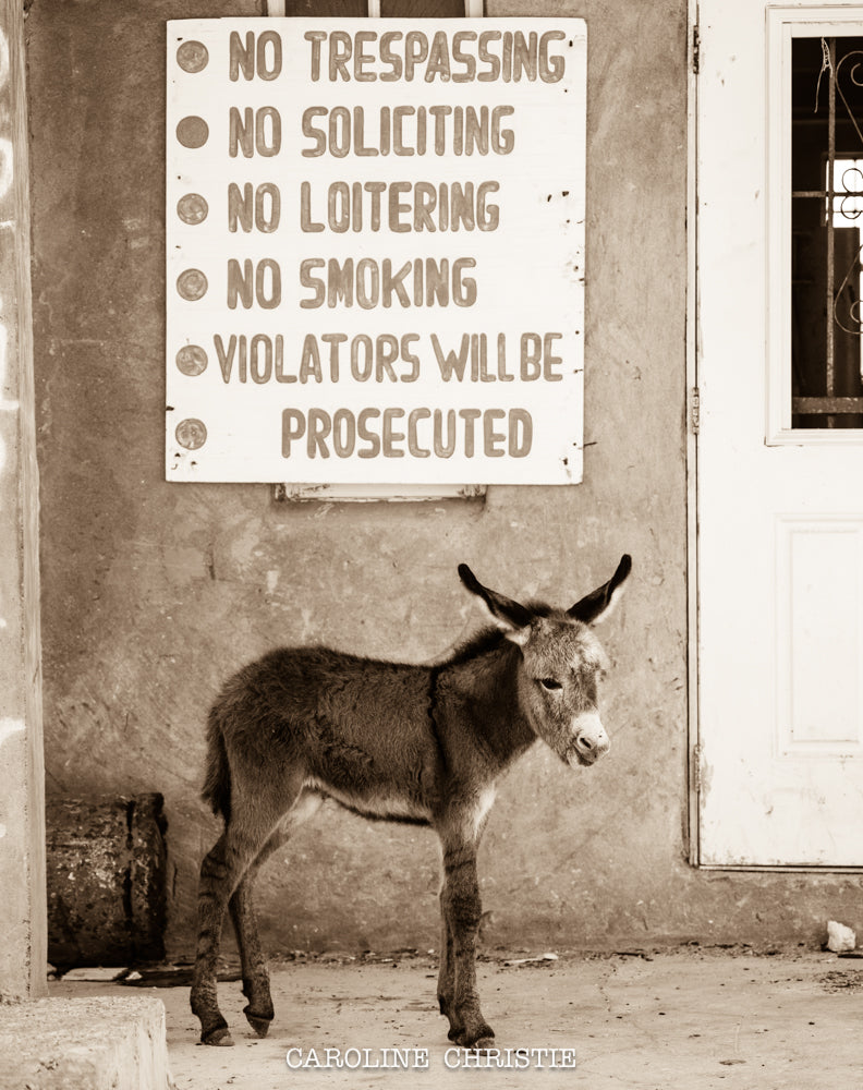 "BAD ASS" Wild Donkey Photograph