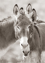 Load image into Gallery viewer, &quot;Burro Hypnosis&quot;
