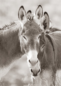 "Burro Hypnosis"