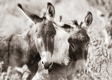 Load image into Gallery viewer, &quot;Burro Bavardage&quot;
