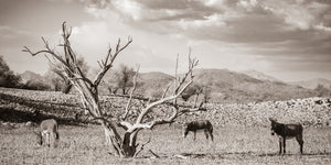 "The Burros and the Tree"