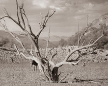 Load image into Gallery viewer, &quot;The Burro and the Tree&quot; II
