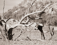 Load image into Gallery viewer, &quot;The Burro and the Tree&quot; III
