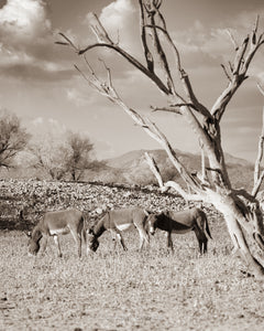 "The Burros and the Tree"