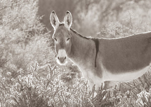 "The Burro with the Beard"