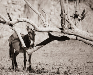 "The Burro and the Tree"