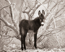 Load image into Gallery viewer, "Tree of Life"
