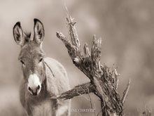 Load image into Gallery viewer, " Scratching Post"
