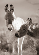 Load image into Gallery viewer, "Snuggle Time?"
