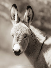 Load image into Gallery viewer, "Sweetie!"
