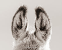 Load image into Gallery viewer, "Ears"
