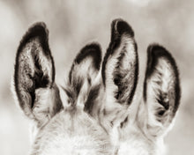 Load image into Gallery viewer, "Burro Ears"Wild Burro Photograph
