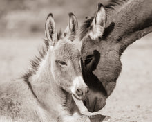 Load image into Gallery viewer, "Love Sweet Love"
