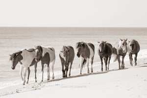 Hoof Prints In The Sand