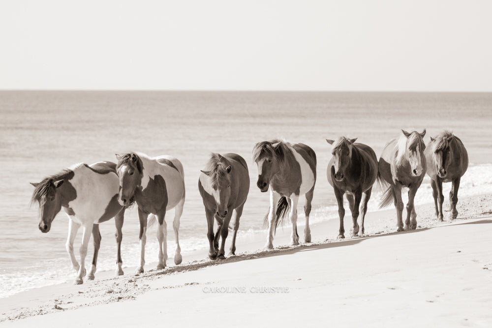 Hoof Prints In The Sand