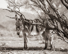 Load image into Gallery viewer, &quot;Bachelor Burros&quot; Wild Burro Photograph.
