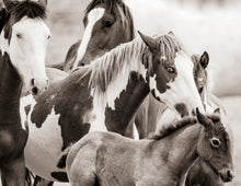 Load image into Gallery viewer, "Mustang Eyes"
