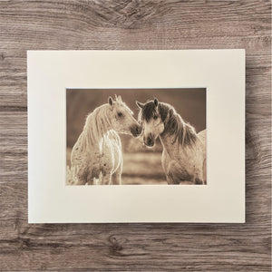 "Who's the Boss"     Wild Horse Photograph.