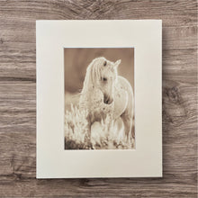 Load image into Gallery viewer, &quot;Who&#39;s the Boss&quot;     Wild Horse Photograph.
