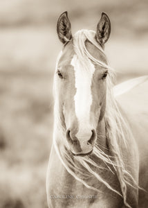 "Blondie"       Wild Horse Photograph.