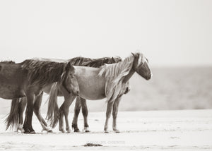 "Ship Wrecked"         Sable Island Wild Horses