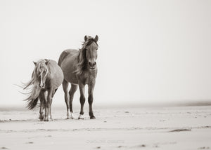 "Ship Wrecked II"  Sable Island Wild Horses