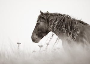 "Tranquility" Sable Island Wild Horses