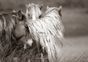 "Wild Manes, Wild Horses" Wild Horses of Sable Island (Copy)