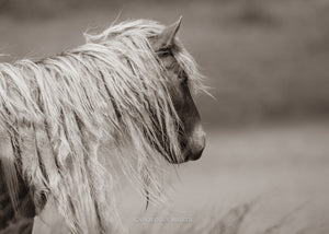 "Wild Manes, Wild Horses II" Wild Horses of Sable Island