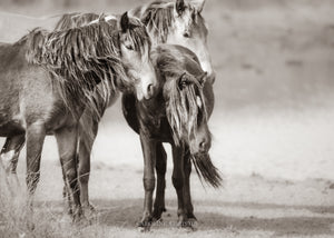 "Curiosity" Wild Horses of Sable Island