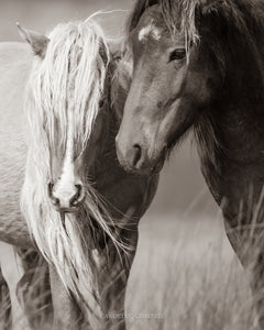 "Tall Grasses and Long Manes" Wild Horses of Sable Island