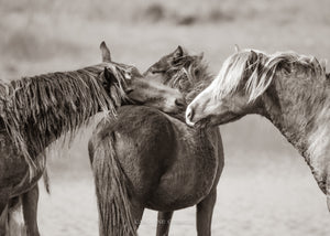 "Meet and Greet"   Sable Island Wild Horses