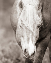 Load image into Gallery viewer, "Mesmerized" III
