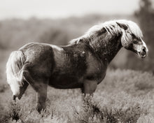 Load image into Gallery viewer, "Mesmerized" VIII

