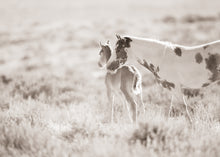 Load image into Gallery viewer, &quot;A New Vision&quot; Wild Horse Photo
