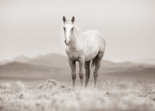 Load image into Gallery viewer, &quot;Your Land&quot; Wild Horse Photo

