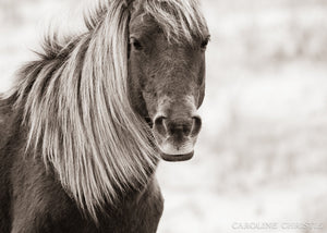 "Assateague Beauty"