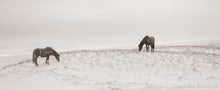 Load image into Gallery viewer, &quot;Hoof prints&quot; Wild Horse Photo
