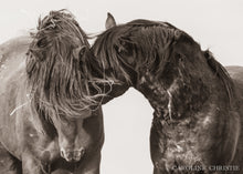 Load image into Gallery viewer, &quot;Windswept and Wild&quot; Wild Horse Photo
