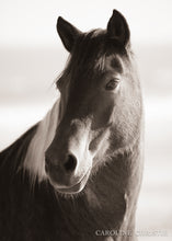 Load image into Gallery viewer, &quot;Portrait of Perfection&quot; Wild Horse Photography
