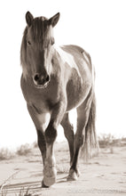 Load image into Gallery viewer, &quot;Lady of The Dunes&quot;
