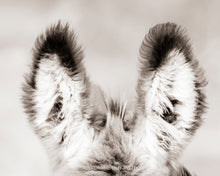 Load image into Gallery viewer, "Ears"
