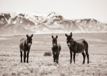 Load image into Gallery viewer, &quot;Bandits&quot;
