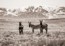 Load image into Gallery viewer, &quot;The Wild Bunch&quot;

