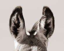 Load image into Gallery viewer, "Ears"
