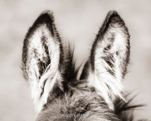 Load image into Gallery viewer, "Ears"
