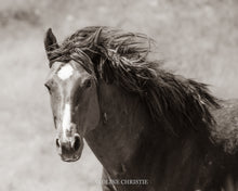 Load image into Gallery viewer, &quot;Wyoming Wild&quot;
