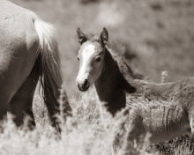 Load image into Gallery viewer, &quot;Wyoming Wild&quot;

